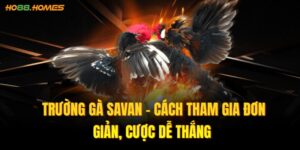 Trường gà Savan