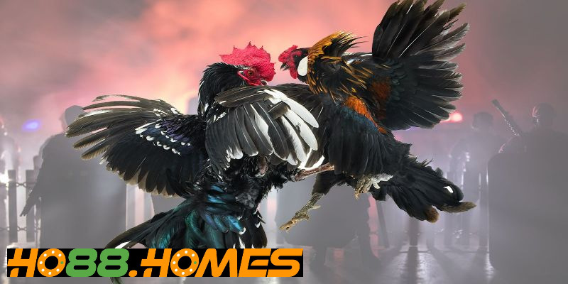 Các cửa cược cho bạn chọn trong đá gà Thomo C3