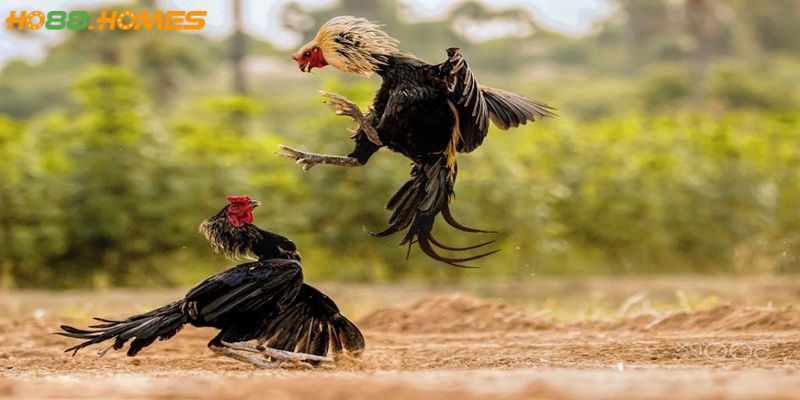 Có đa dạng kèo cá cược được Ho88 cập nhật