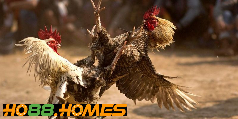 Đá gà Thomo C3 tại HO88 chất lượng cao