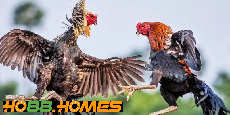 Đặc điểm thú vị trong đá gà campuchia