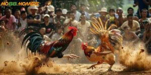 Đá gà trực tiếp C2