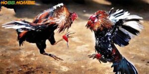 Đá gà trực tiếp C4