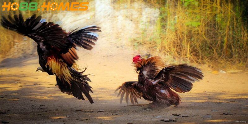 Do được trang bị vũ khí nên trận đấu rất nhanh