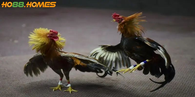 Ho88 đảm bảo không có sự rò rỉ thông tin của người chơi