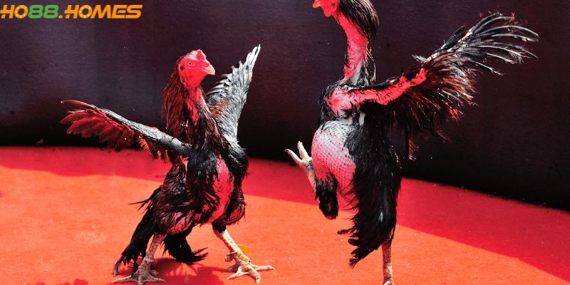 Trận đấu kịch tính với hình ảnh 4K sắc nét