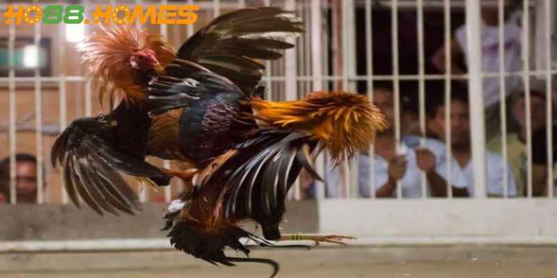 Tránh cá cược đá gà khi tâm trạng không ổn định