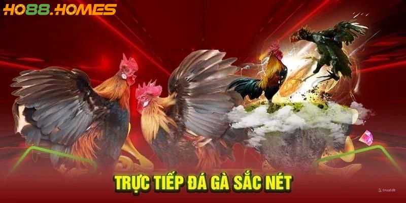 Xem đá gà trực tiếp mỗi ngày trên Ho88